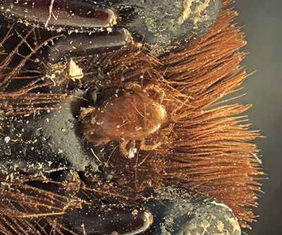 Mite