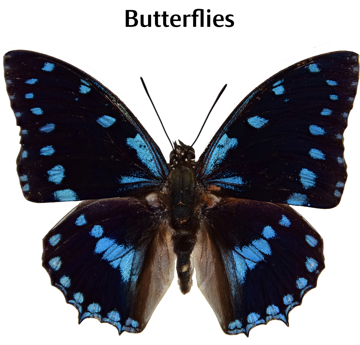 C.ameliae
