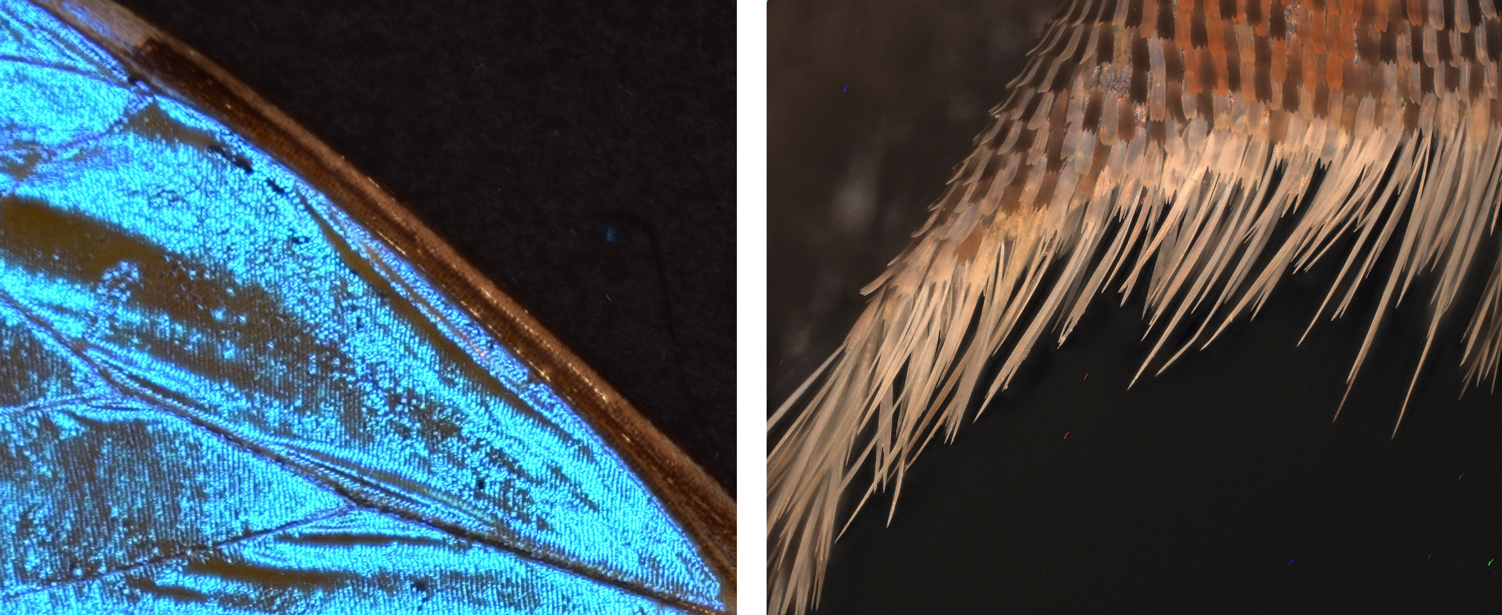 Morpho sulkowski image group
