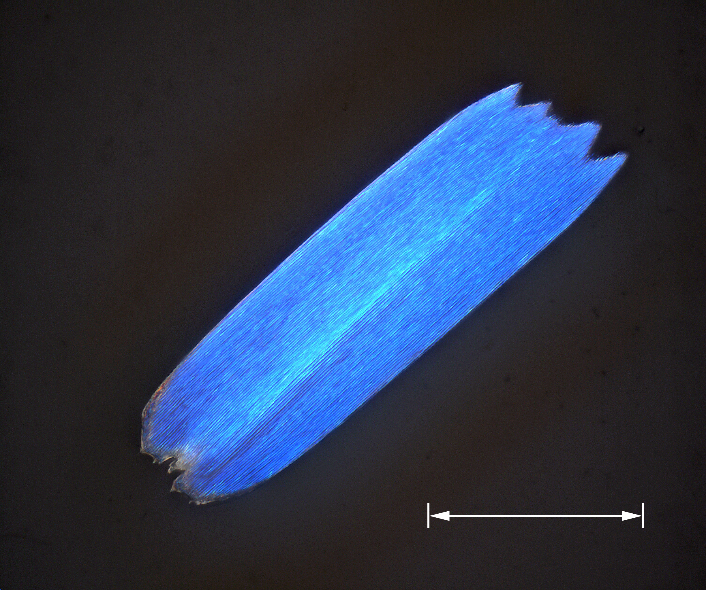 Morpho sulkowski single scale