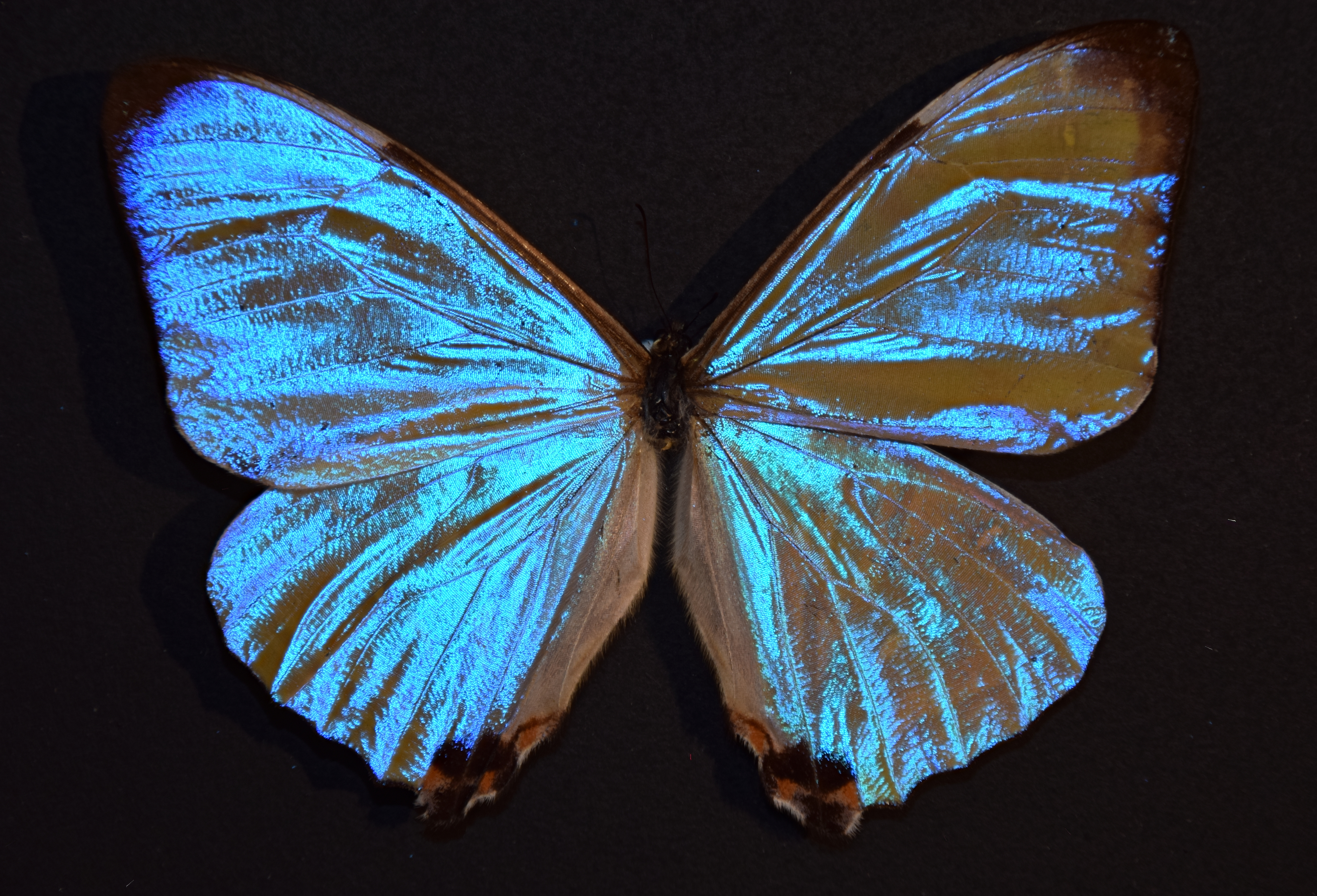 Morpho sulkowski male