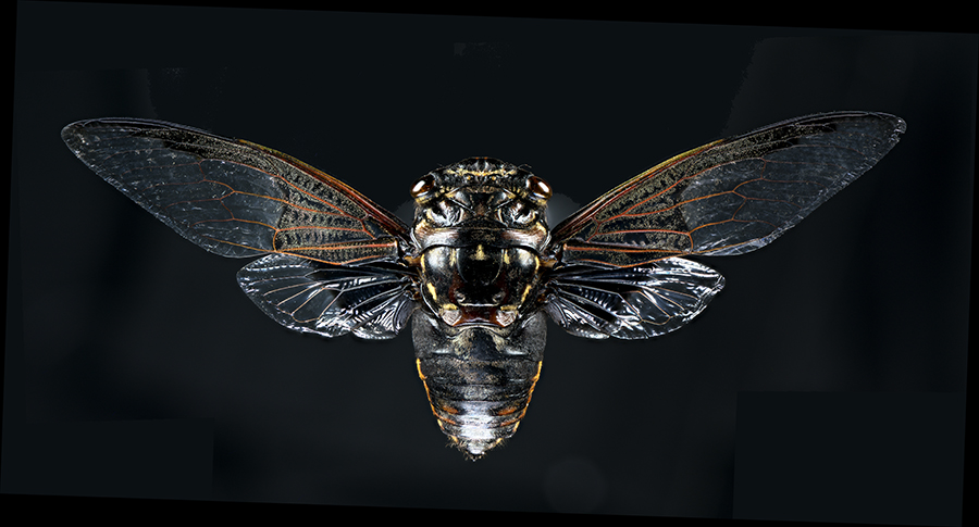 C_Tympana