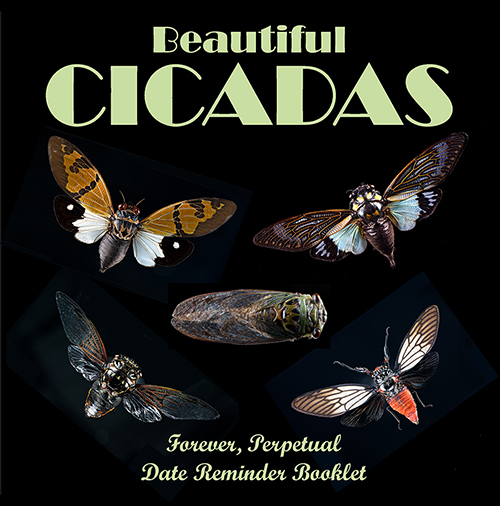 Perpetual Cicada reminder front cover