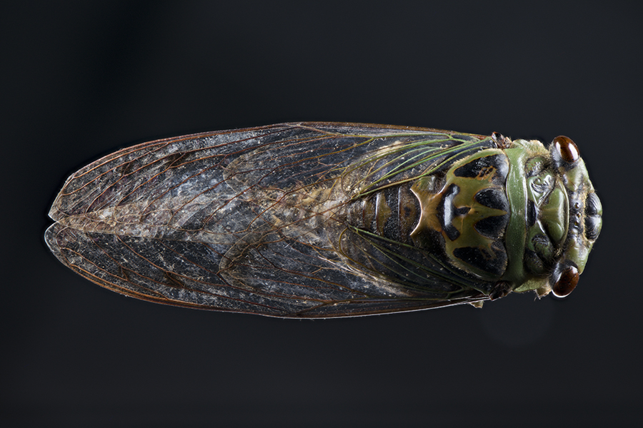 Q_gigas