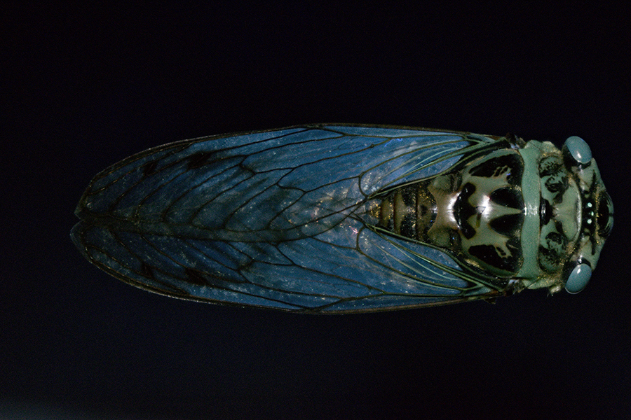 Q_gigas_UV