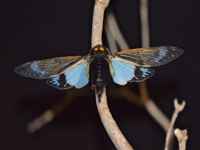 T_splendida