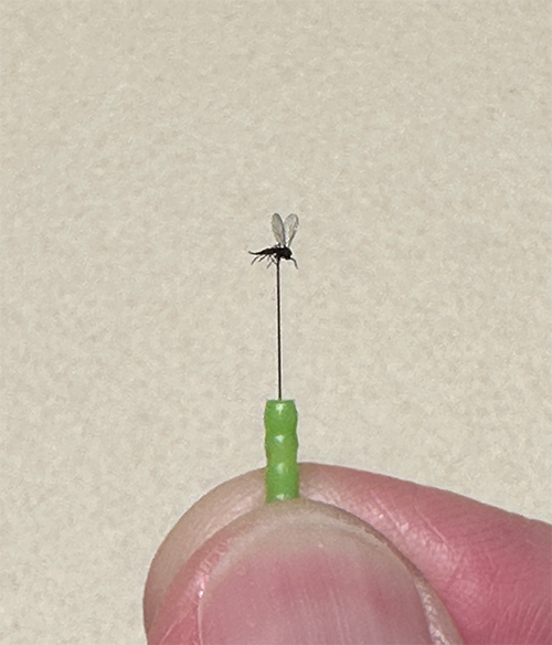 Gnat