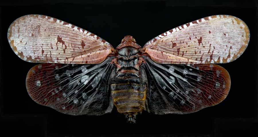 A_submaculata