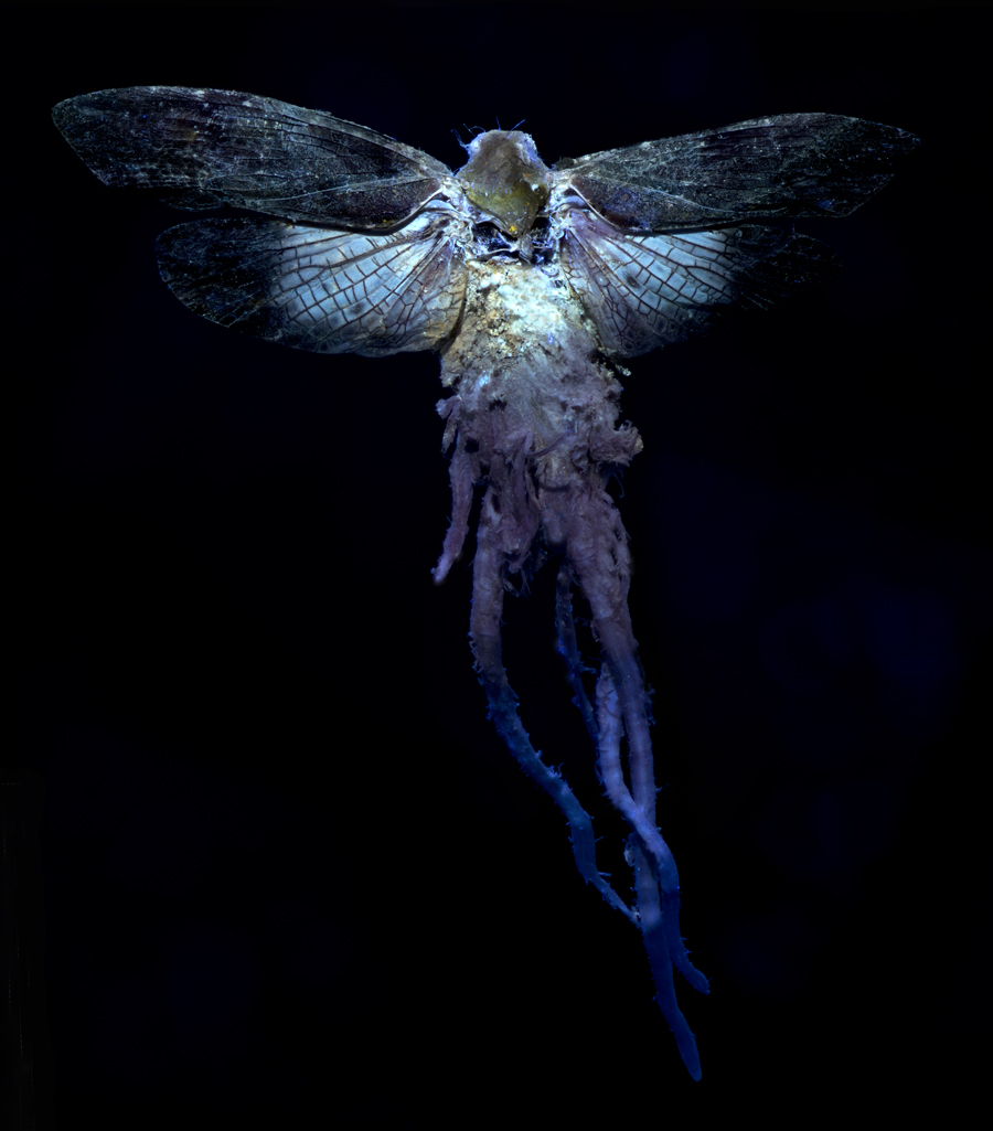 C_auricoma_UV