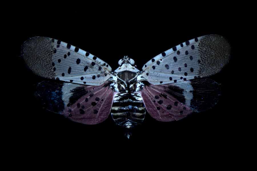 Lycorma delicatula_UV