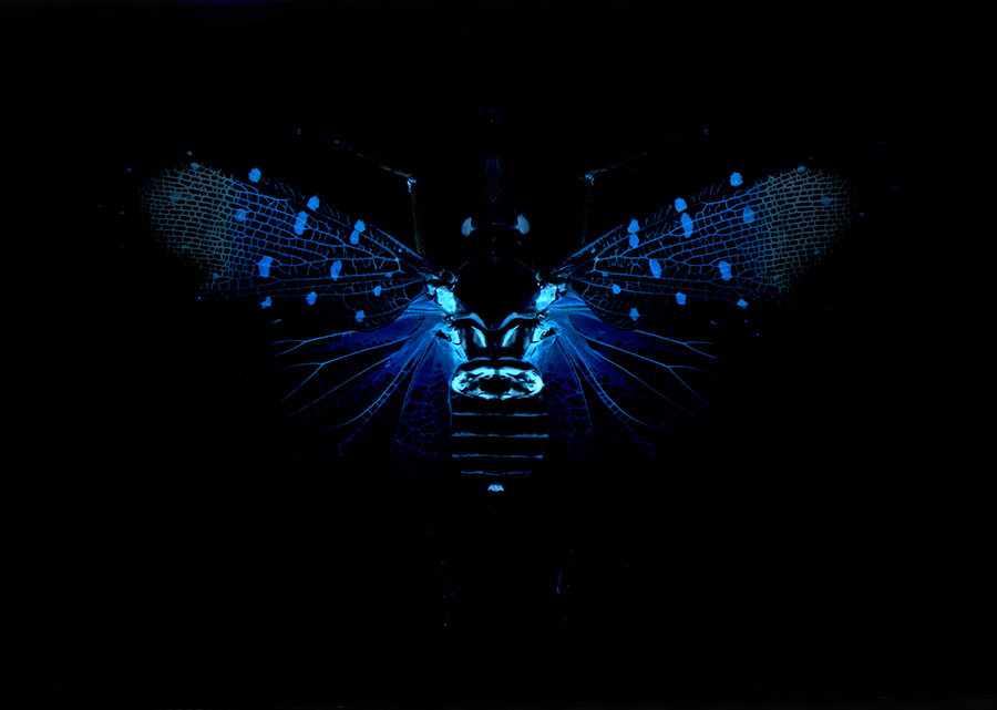 P_gunjii_UV