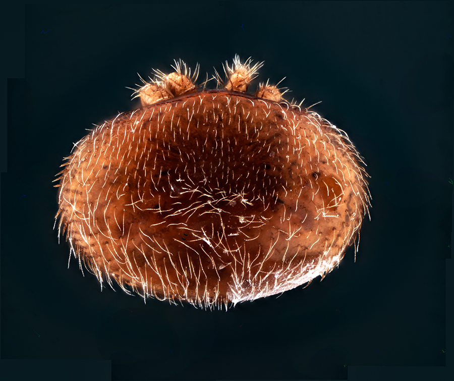 Varroa