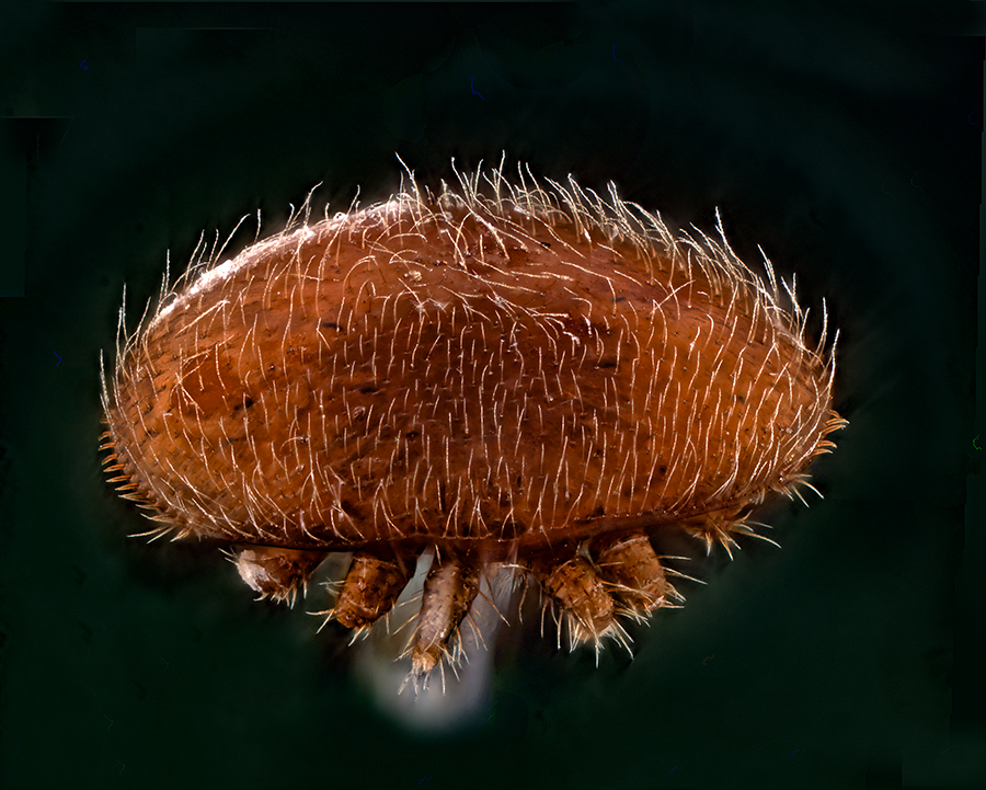 Varroa