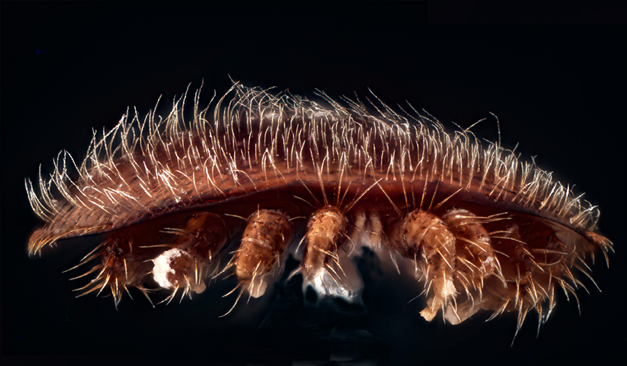 Varroa