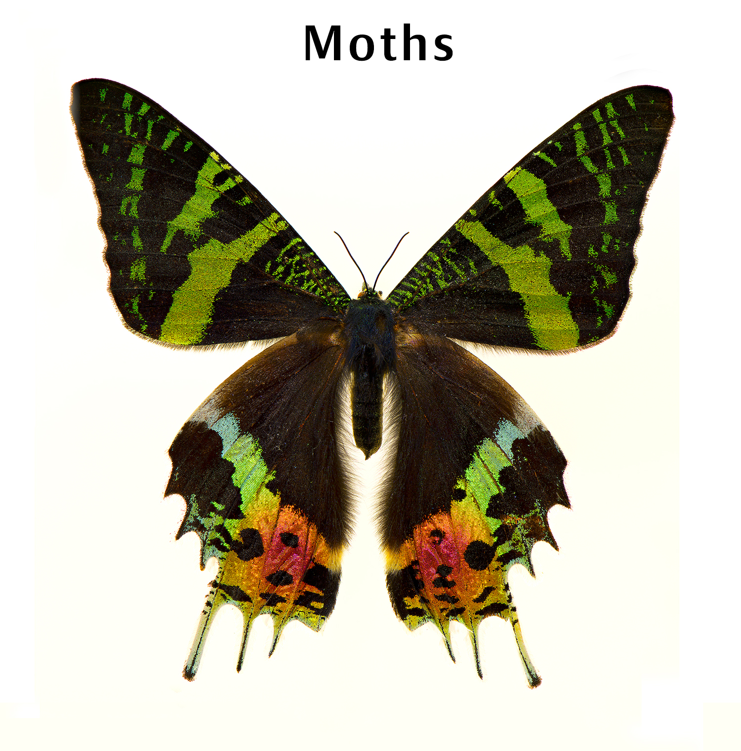 Crhipheus
