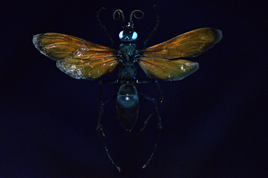 Pepsis formosa UV